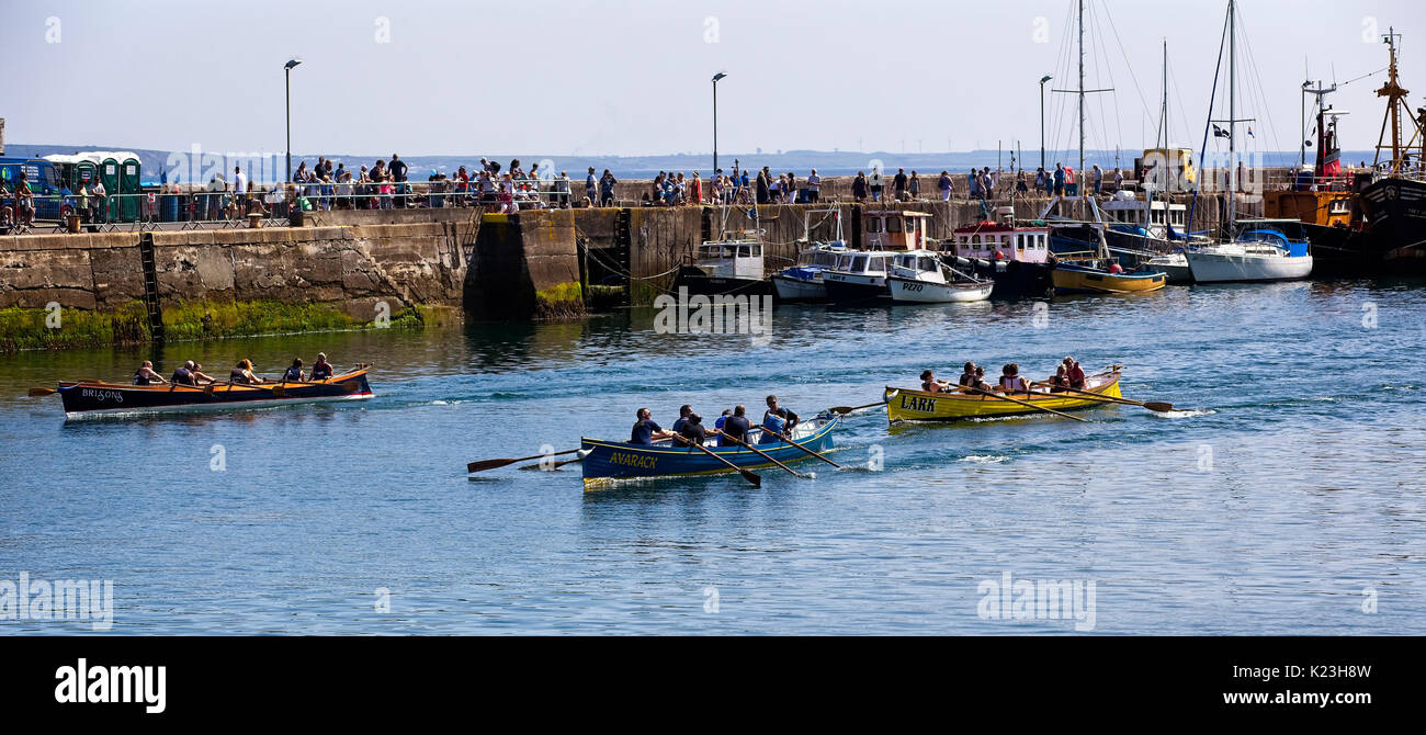 Newlyn, Cornwall, UK. 28th Aug, 2017. Three of the gigs in a heat of the gig races at the Newlyn Fish Festival, Newlyn, Cornwall, England, UK. Credit: tony mills/Alamy Live News Stock Photo
