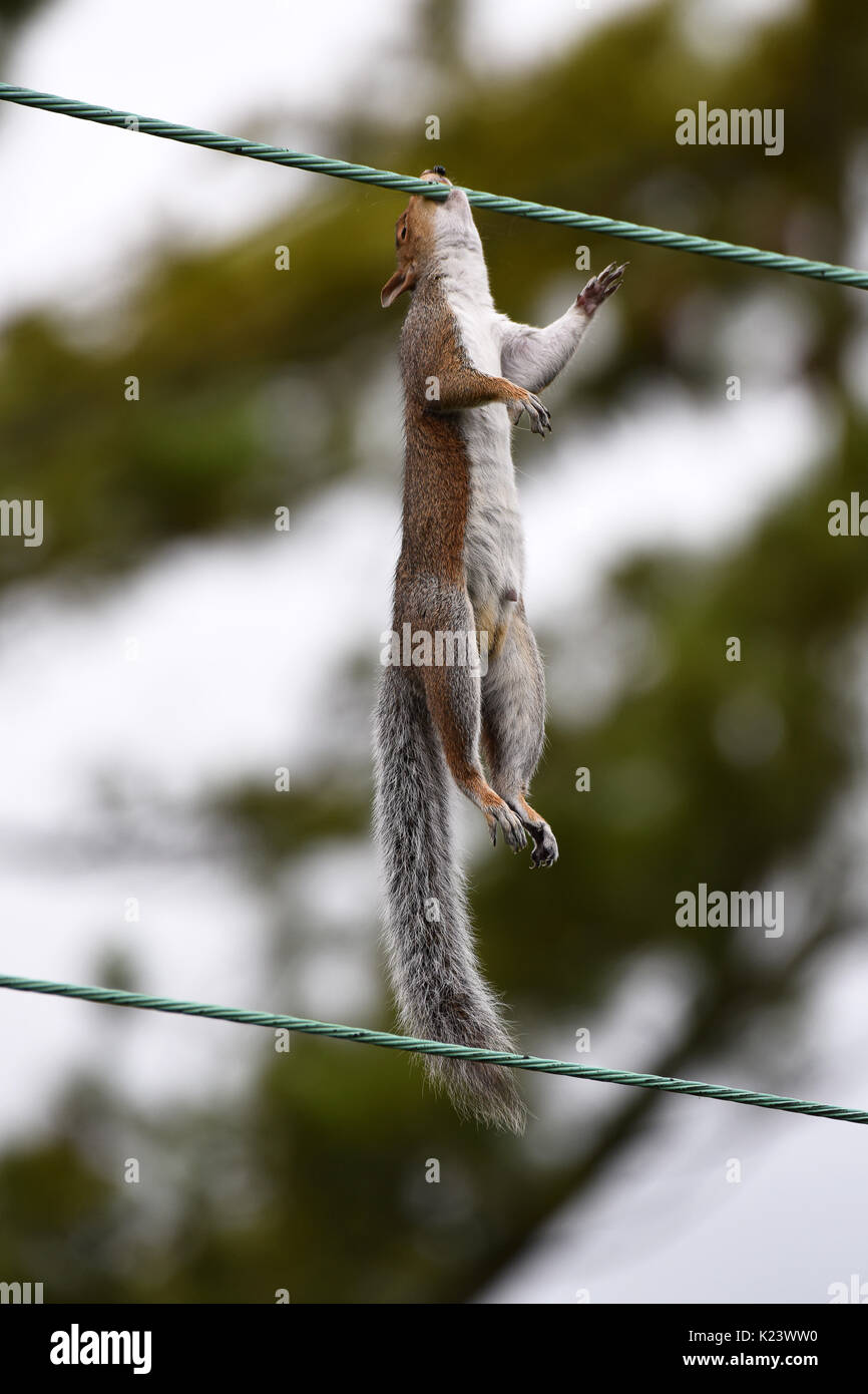 Grey squirrels are famous for their acrobatic skills on high wires