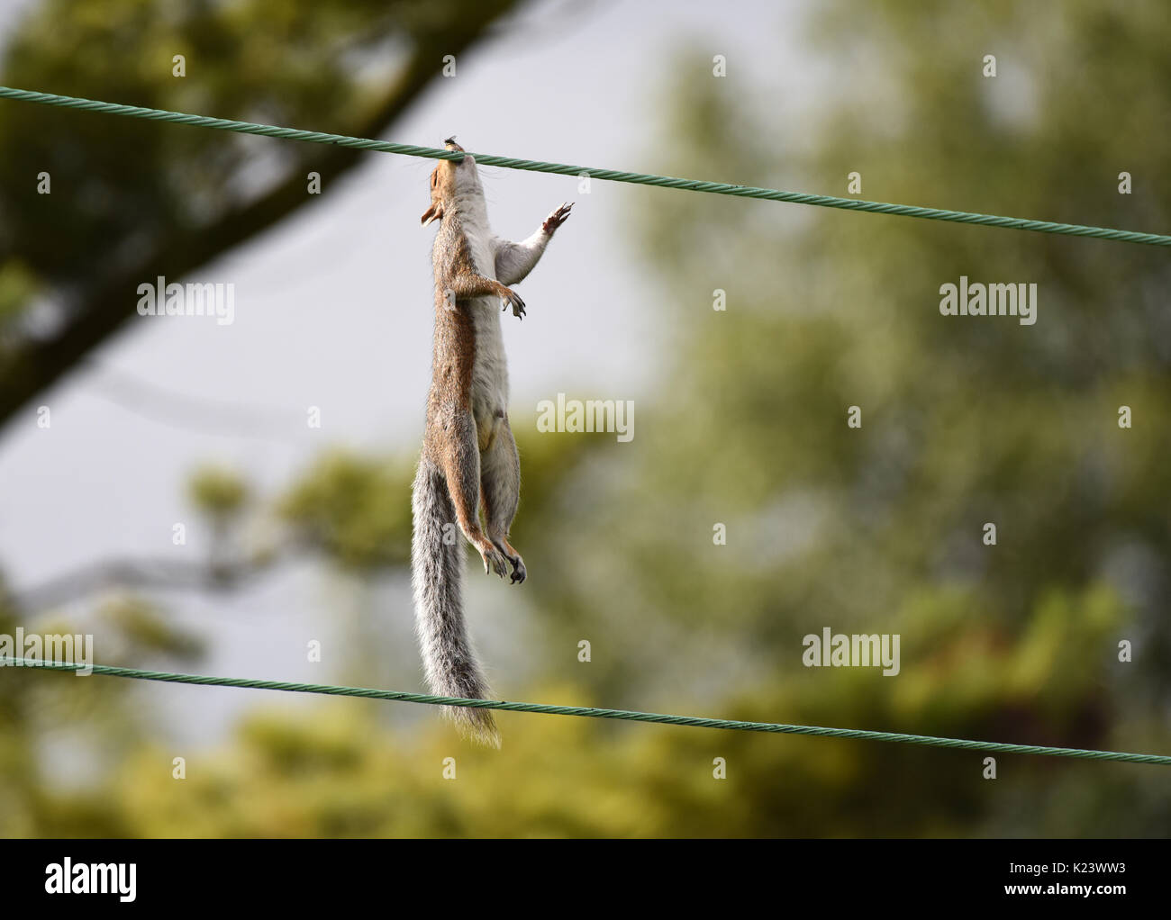 Electric squirrel hires stock photography and images Alamy