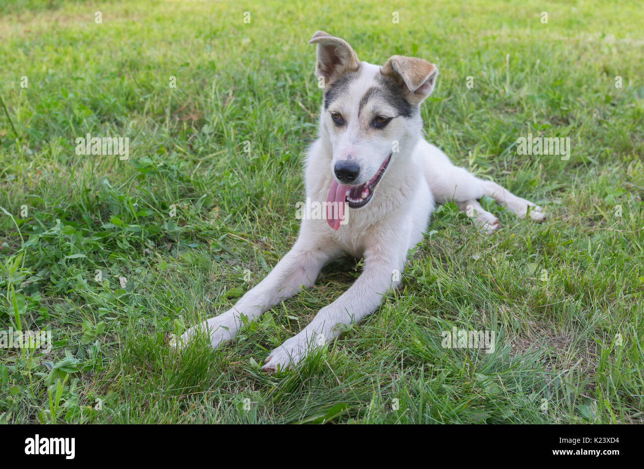 Mixed breed young white dog lying in summer grass Stock Photo - Alamy