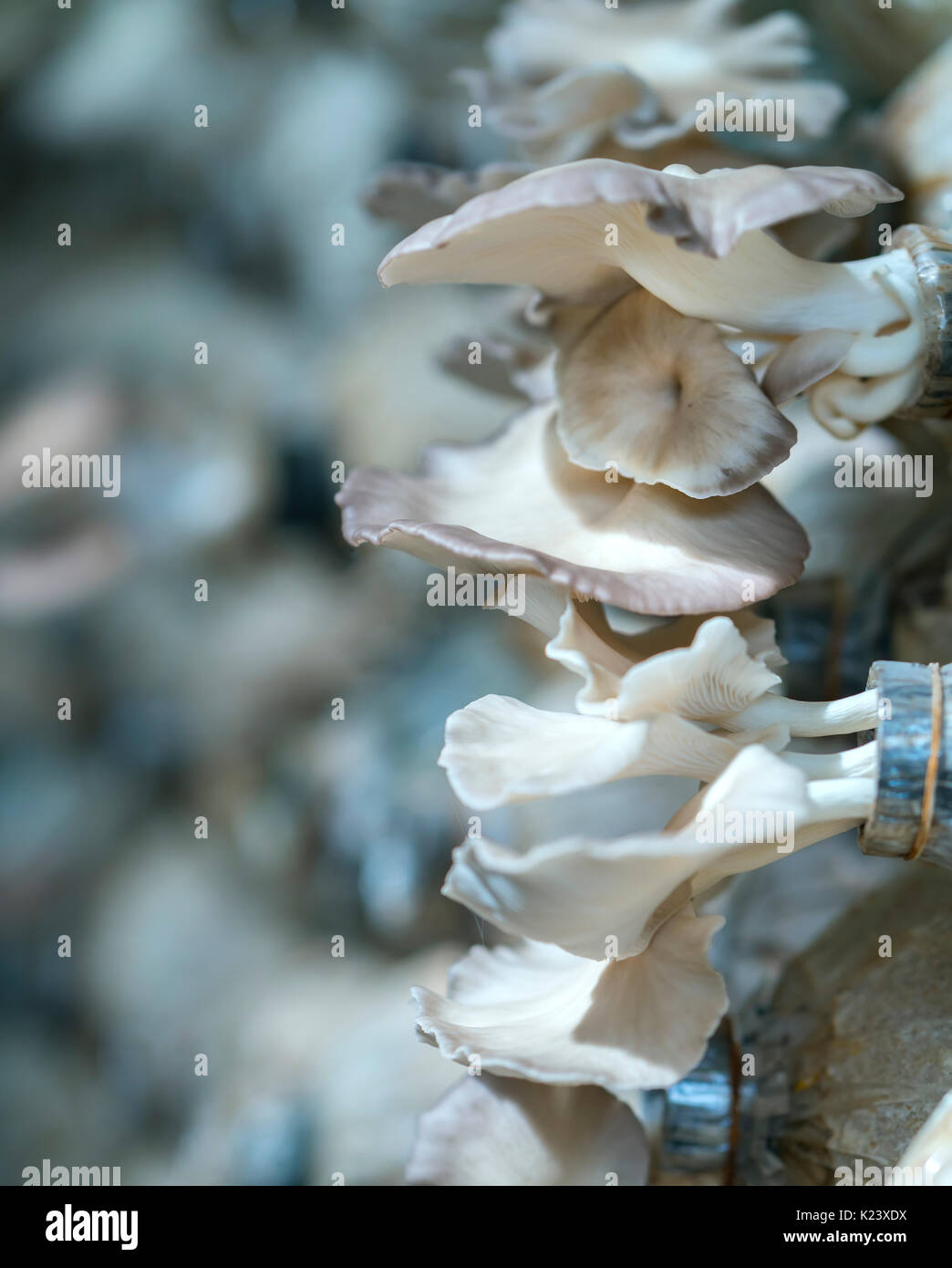 The beauty of abalone mushroom growing in the farm. This is a way to