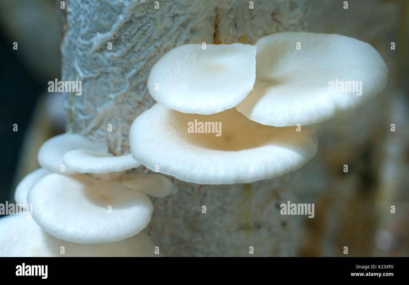 The beauty of abalone mushroom growing in the farm. This is a way to