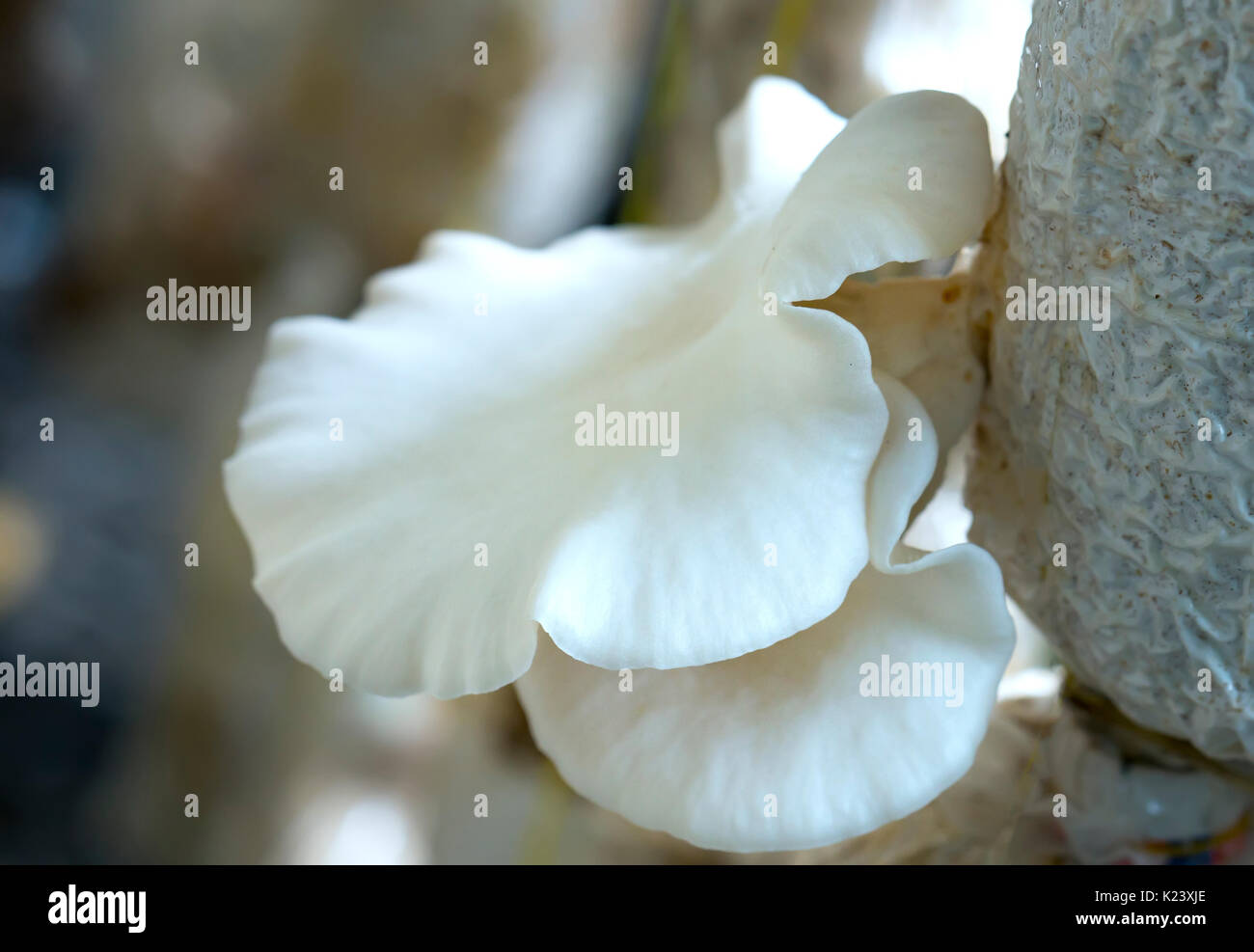 The beauty of abalone mushroom growing in the farm. This is a way to