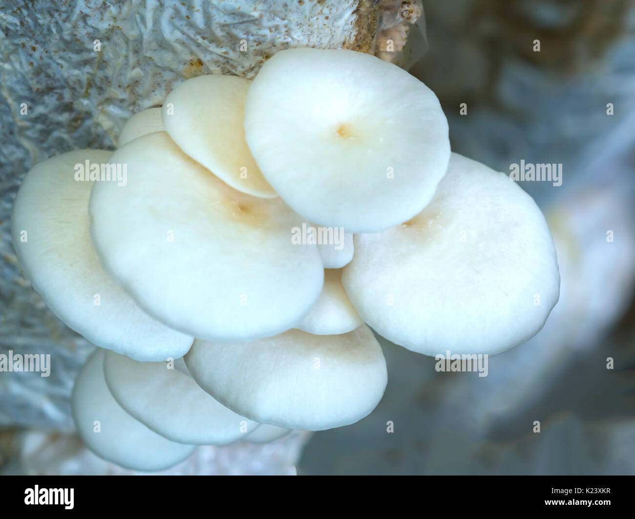 The beauty of abalone mushroom growing in the farm. This is a way to
