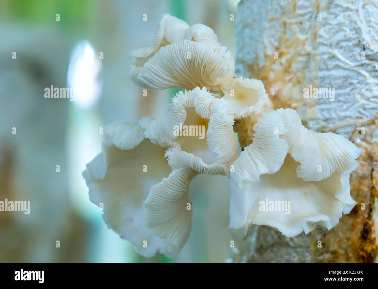 The beauty of abalone mushroom growing in the farm. This is a way to