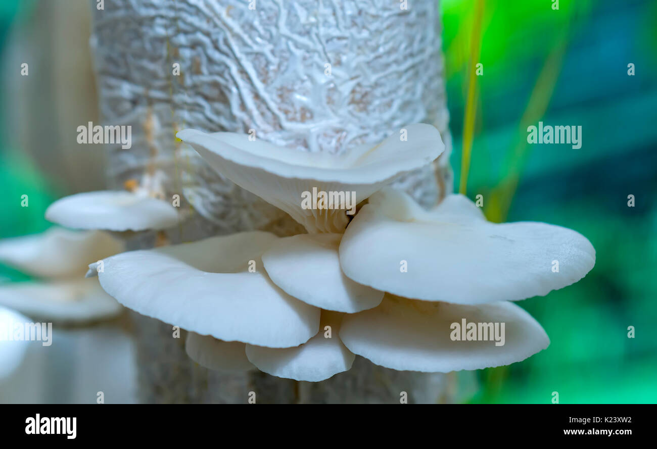 The beauty of abalone mushroom growing in the farm. This is a way to