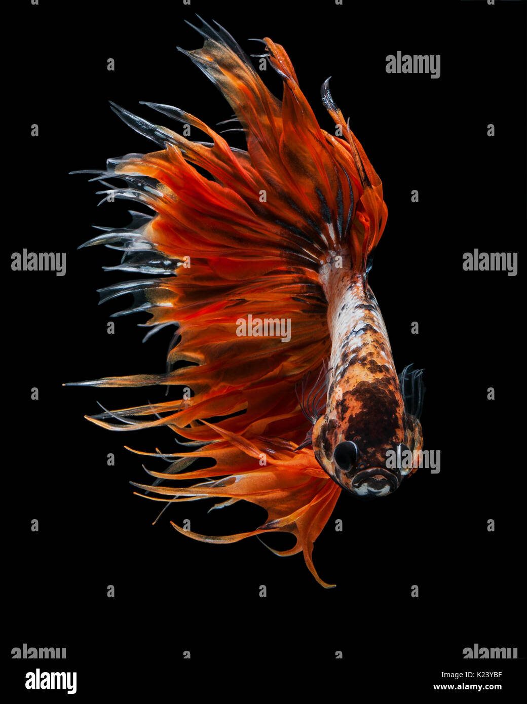 Betta fish, siamese fighting fish “Orange Fancy Crowntails” isolated on