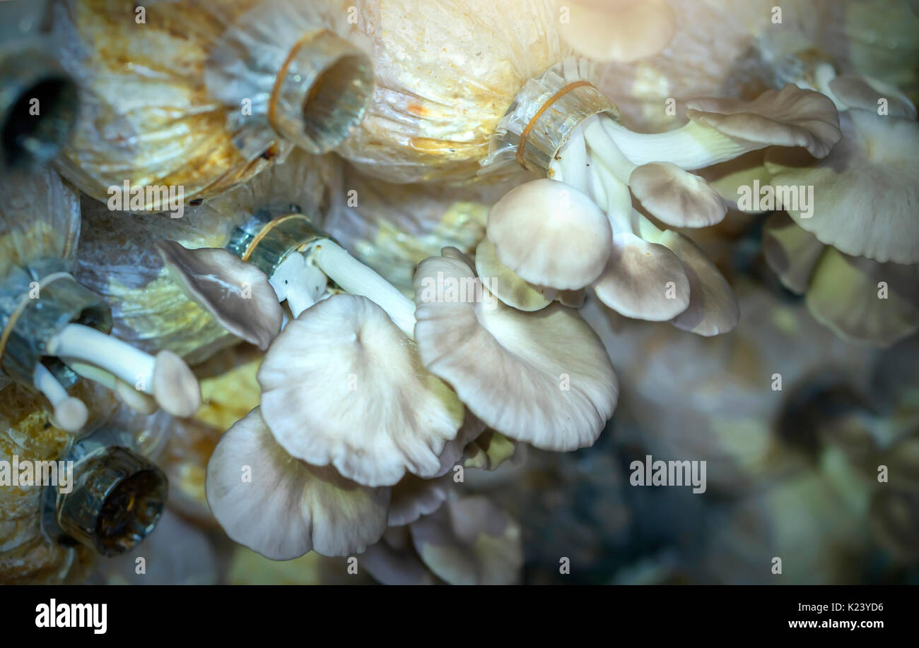 The beauty of abalone mushroom growing in the farm. This is a way to