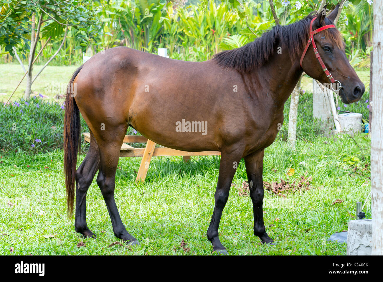 The horse on the farm, this is herbivore and useful for humans in