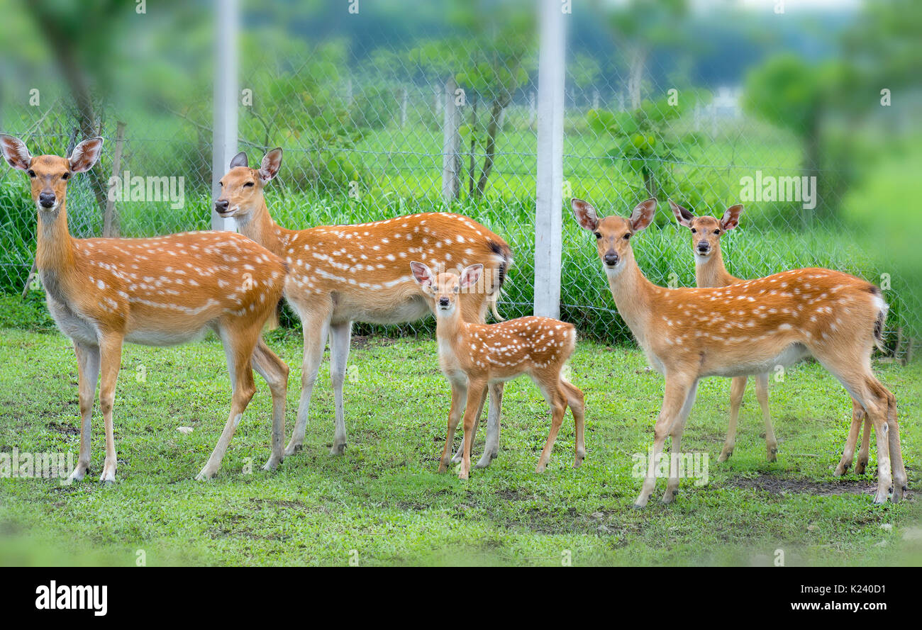 Deer grazing on a farm in the countryside, this is the animal that needs to be preserved in nature Stock Photo