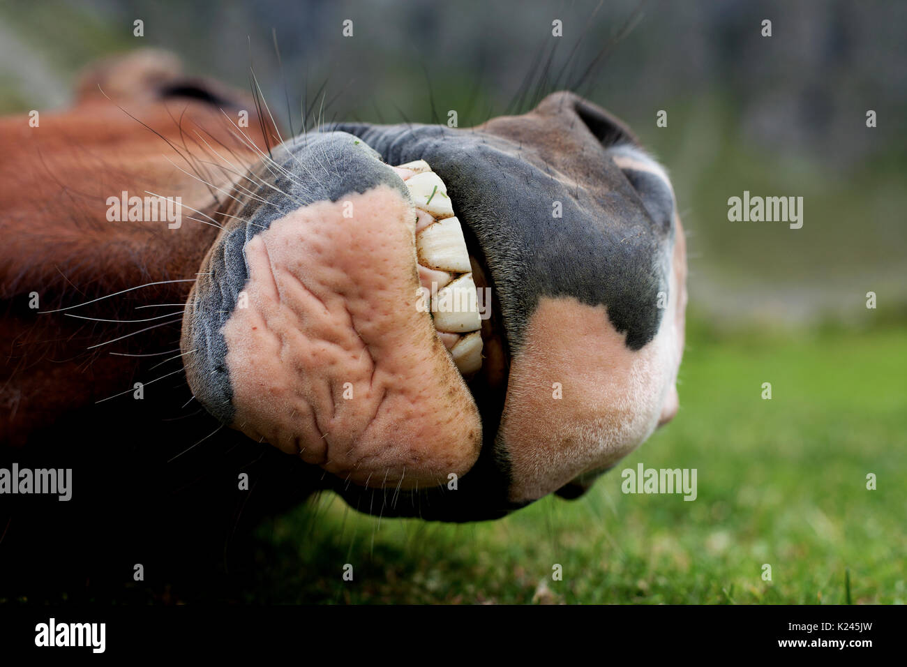 Snoring horse! Stock Photo Alamy