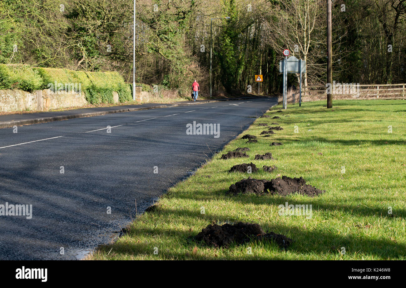 Mole hills by edge of a main road in County Durham Stock Photo
