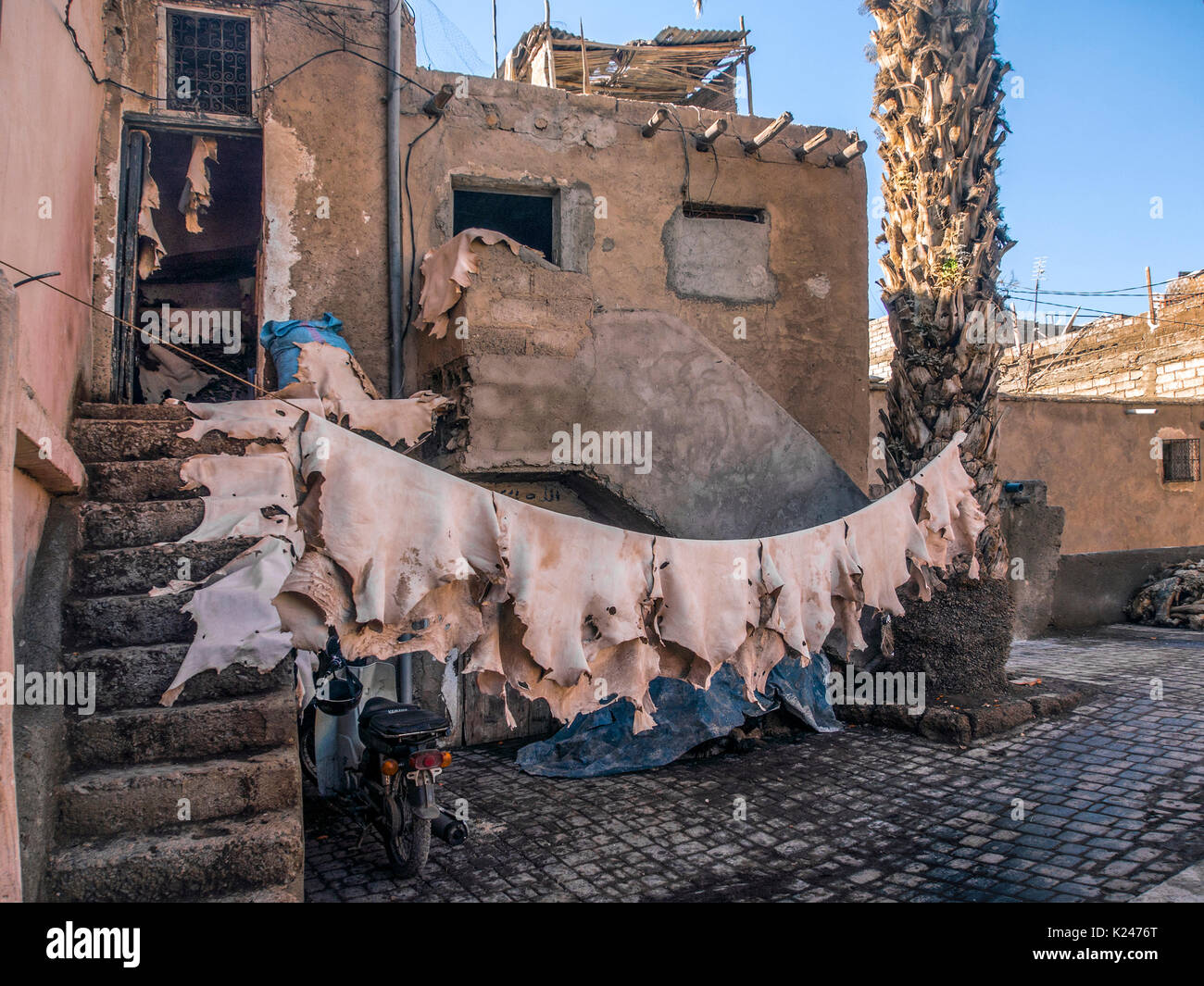 MARRAKESH, MOROCCO: Leather Hides hanging on line in Tannery Stock Photo
