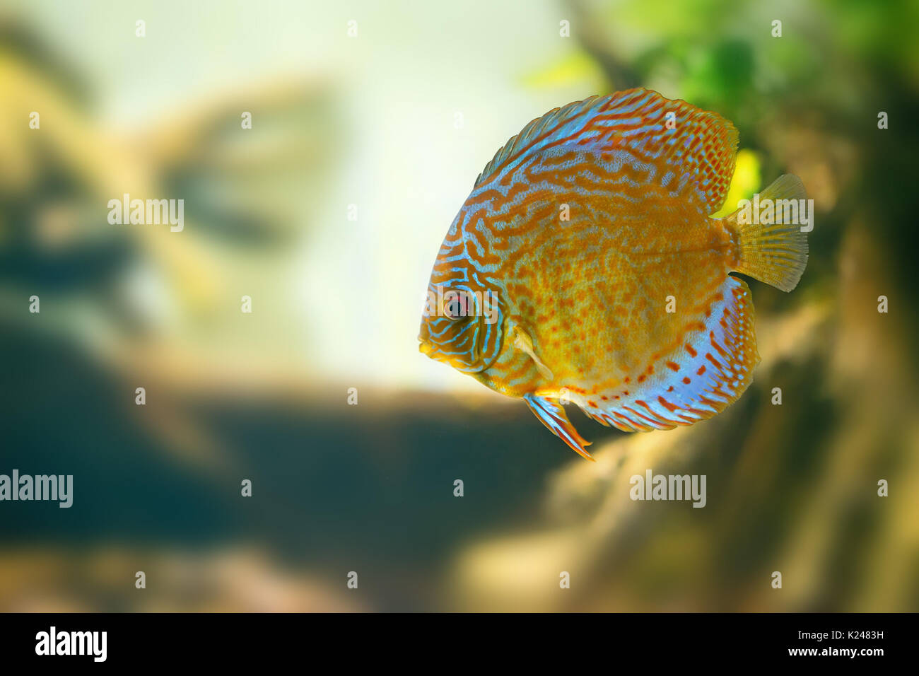 Discus in aquarium Stock Photo Alamy