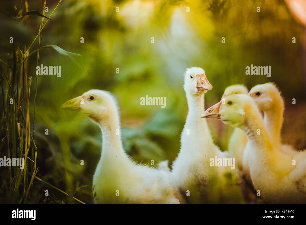 Five young goose together sit in the grass Stock Photo - Alamy