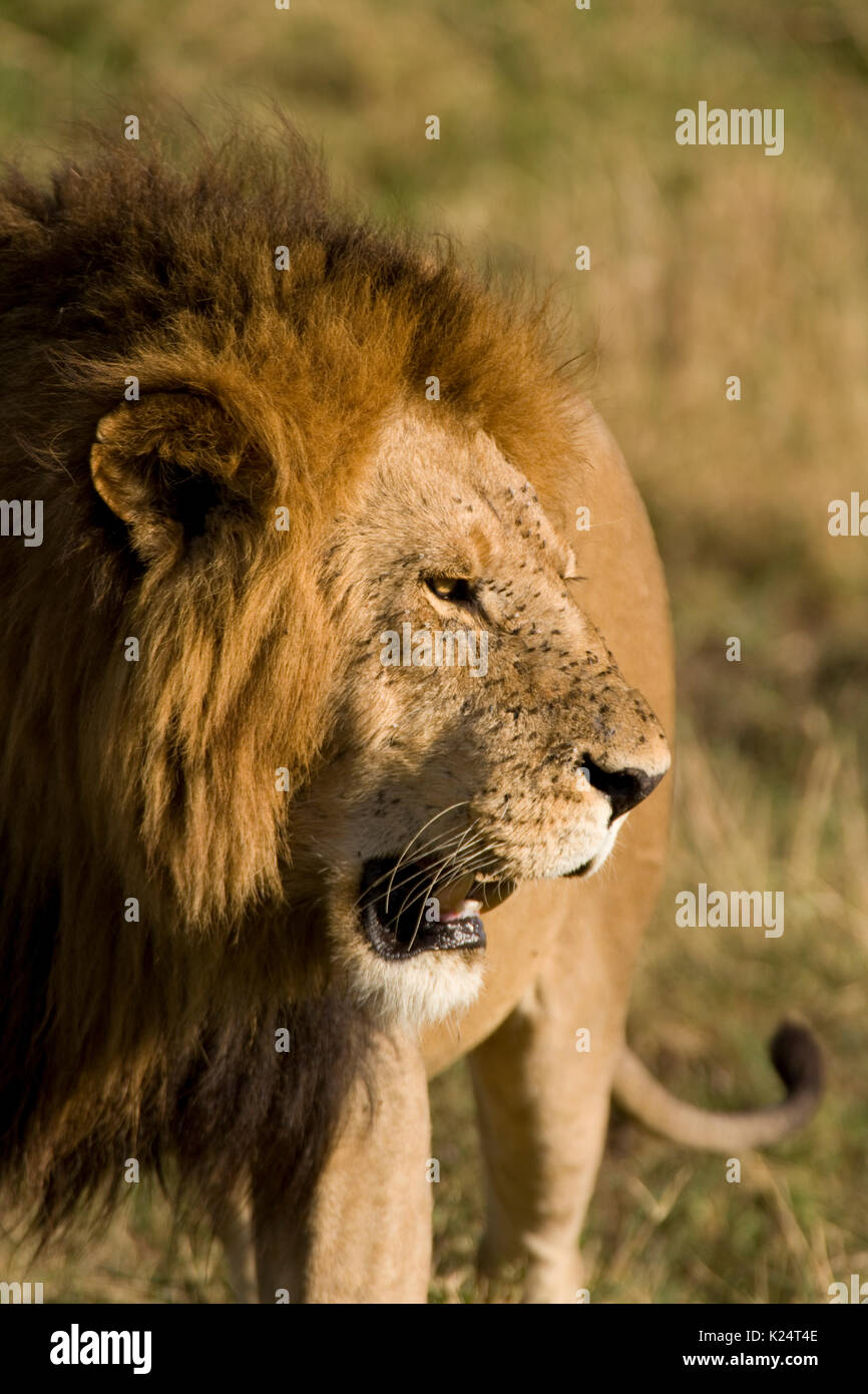 Male Lion on the Masai Mara, Kenya Stock Photo - Alamy
