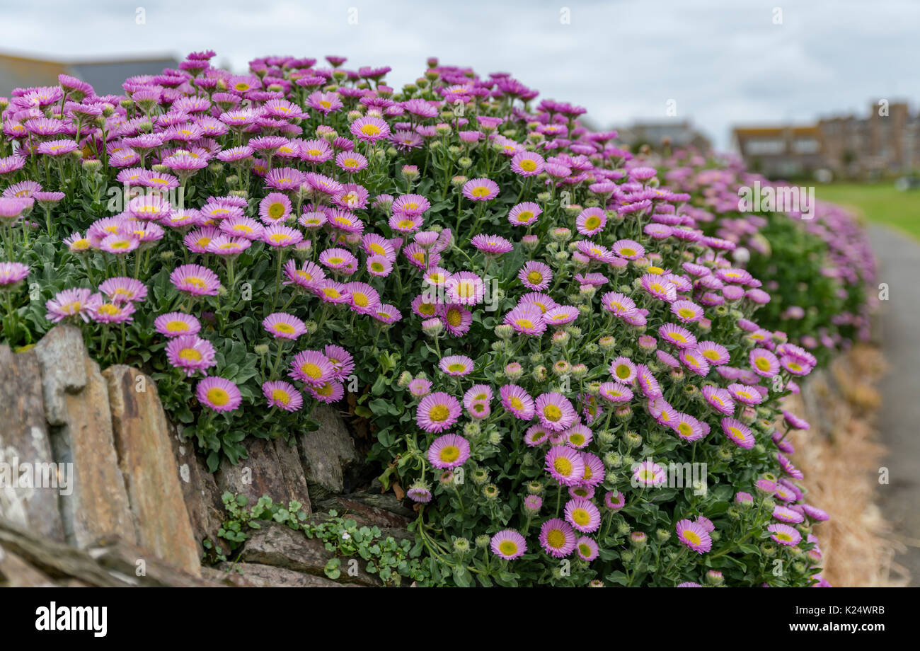 Wild flowers growing on a wall Stock Photo