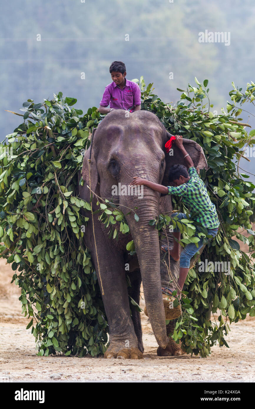 Children riding a domestic elephant in Assam, India Stock Photo Alamy