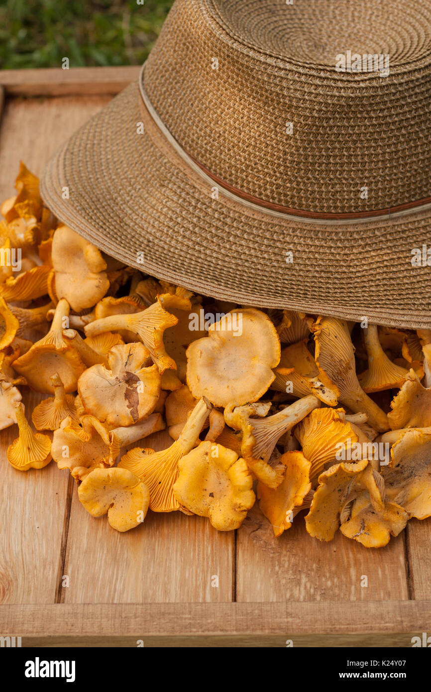 Mushroom Chanterelle. Edible Mushrooms Chanterelle Near Wicker Hat On