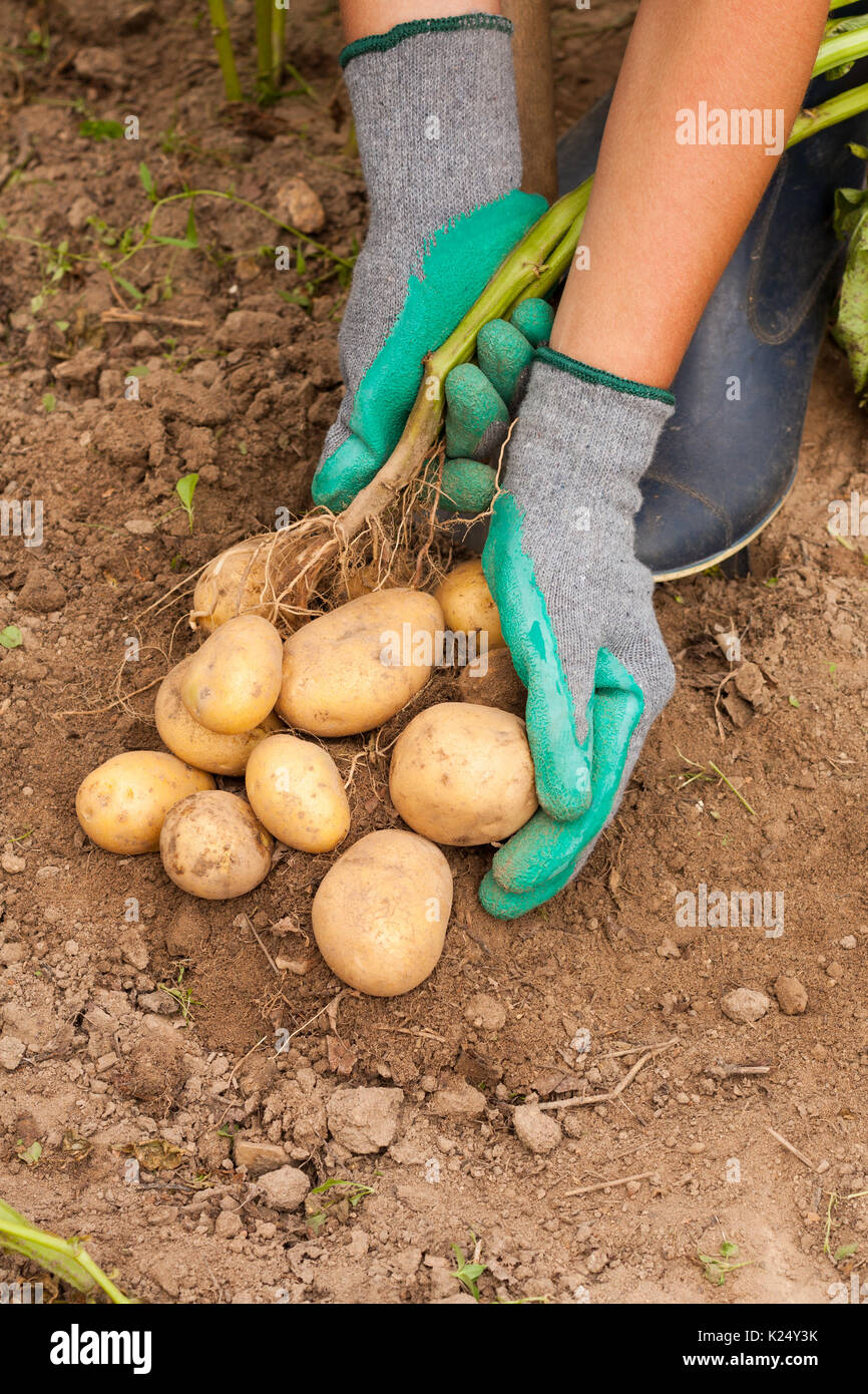 Harvesting Potatoes. Female Farmer Hold Heap Fresh Potato In Her Hand Close To Ground Close Up. Fresh Potato. Seasonal Harvest. Stock Photo