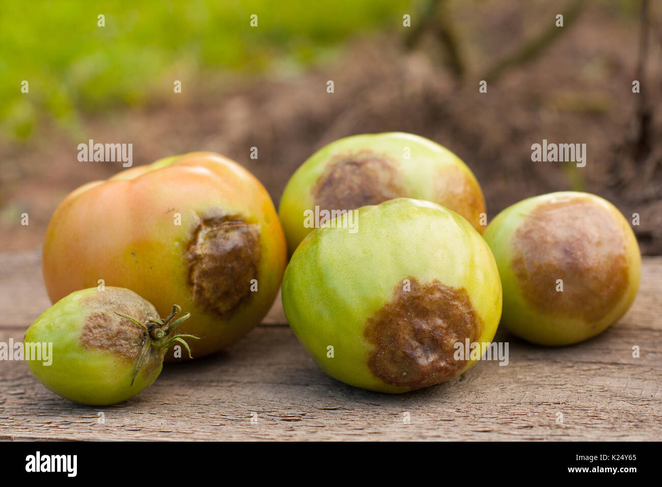 Diseases Of Tomatoes. Tomato Stricken Phytophthora (Phytophthora Infestans) Close Up. Fighting Phytophthora. Selective Focus. Stock Photo