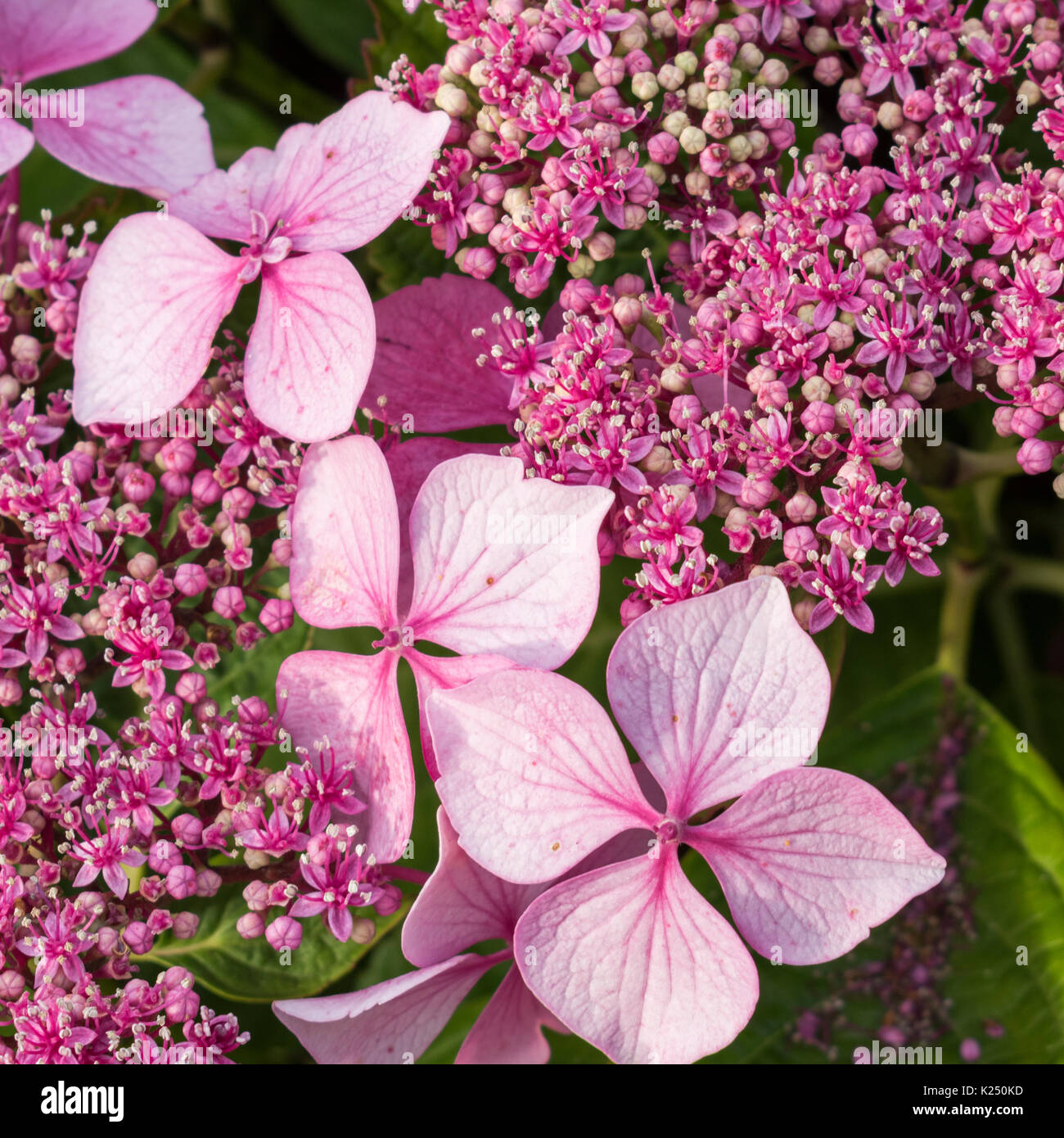 Blooming Hydrangeas in Cornwall, England Stock Photo - Alamy