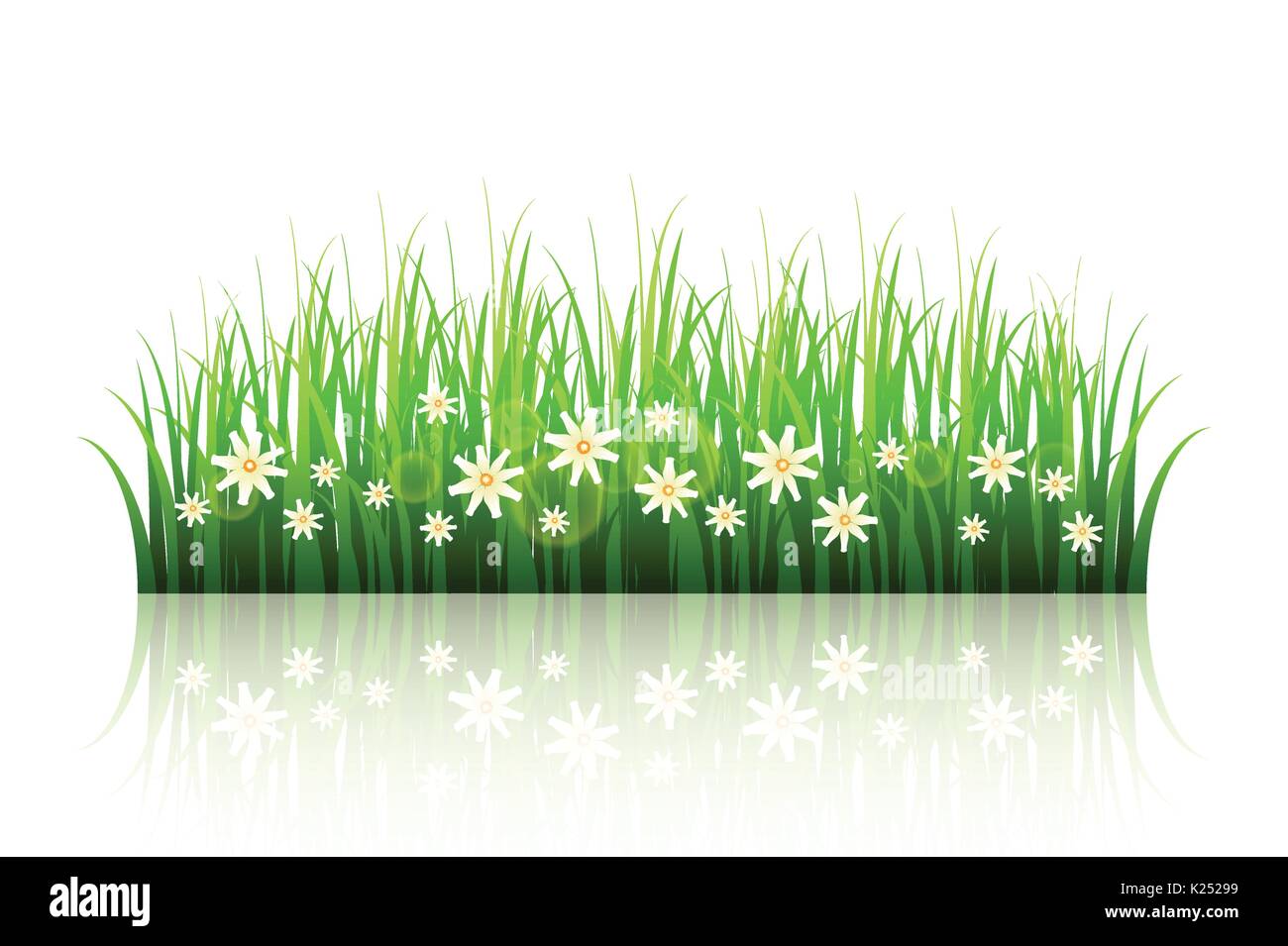 Green grass with flowers isolated on white background . Spring v Stock ...