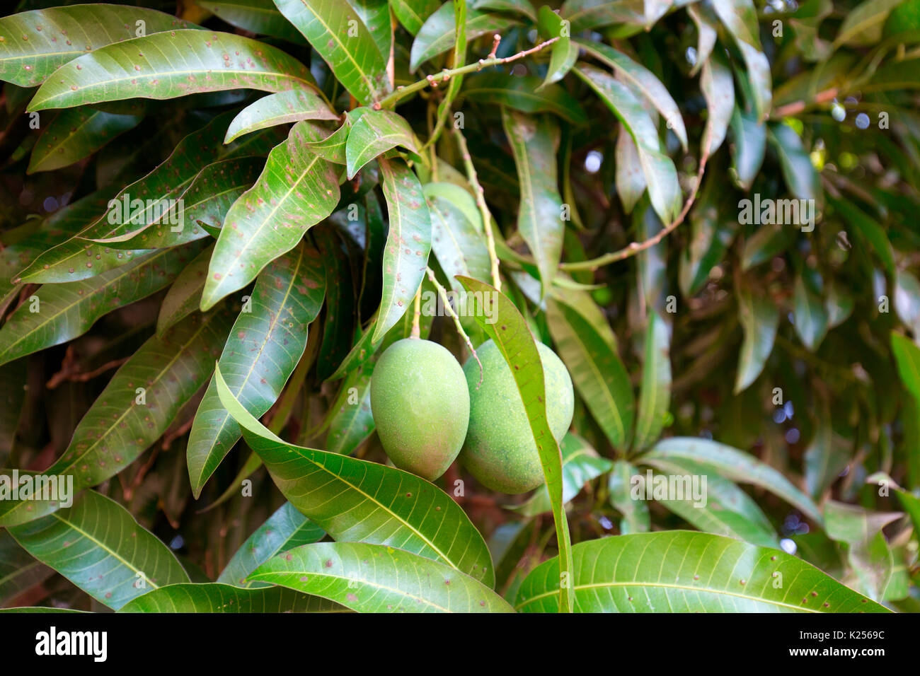 Africa,Malawi,Blantyre district. Mango fruit Stock Photo Alamy