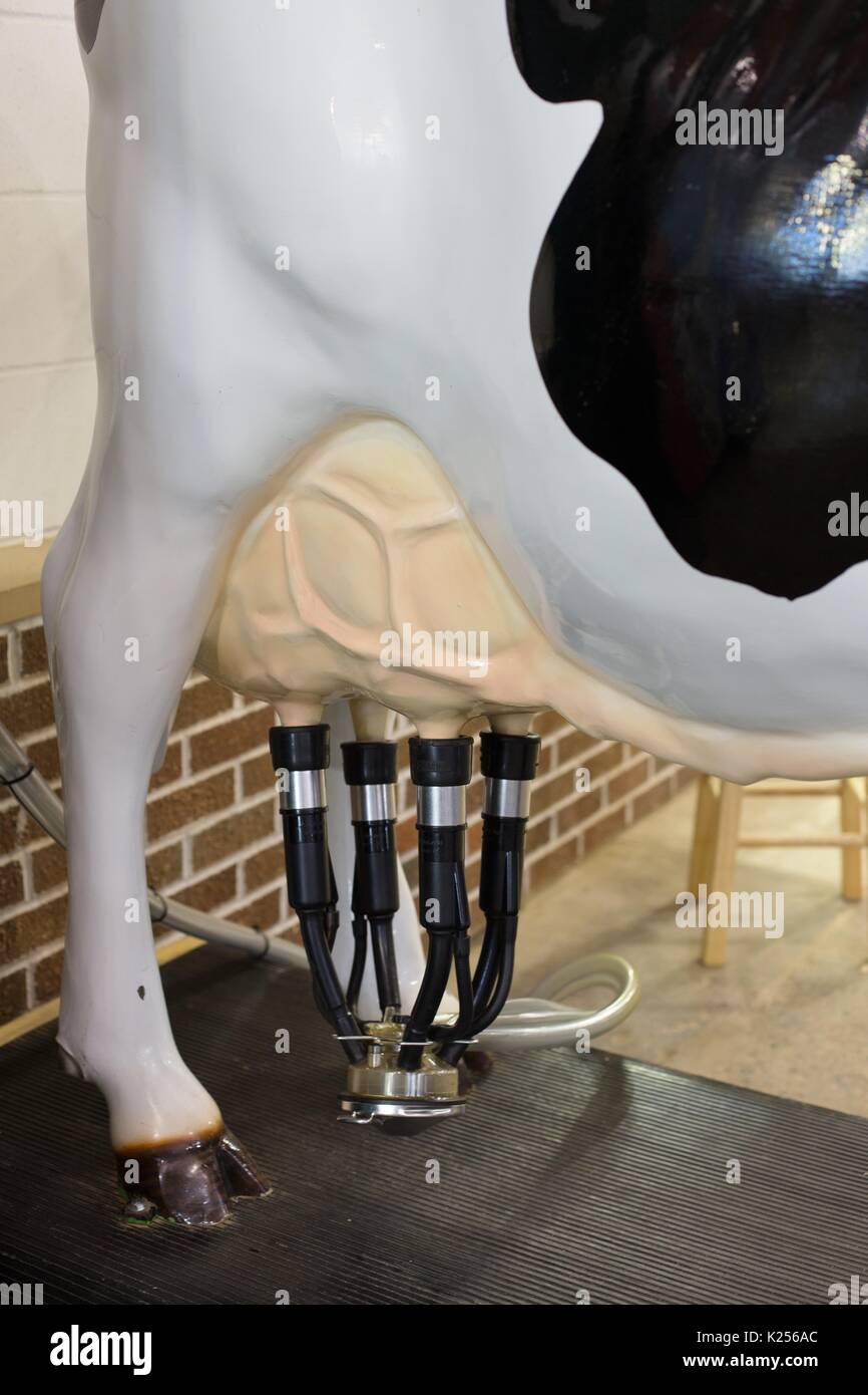 An educational display on cow milking, at the Minnesota State Fair. Stock Photo
