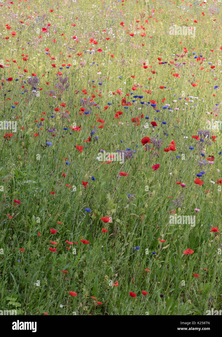 Wildflowers growing in West Cornwall, UK Stock Photo Alamy