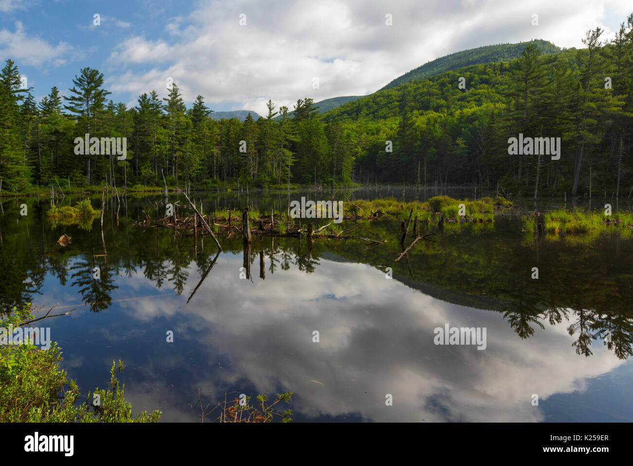 Beaver Pond along Franconia Brook Trail in the Pemigewasset Wilderness of New Hampshire during the summer months. Stock Photo