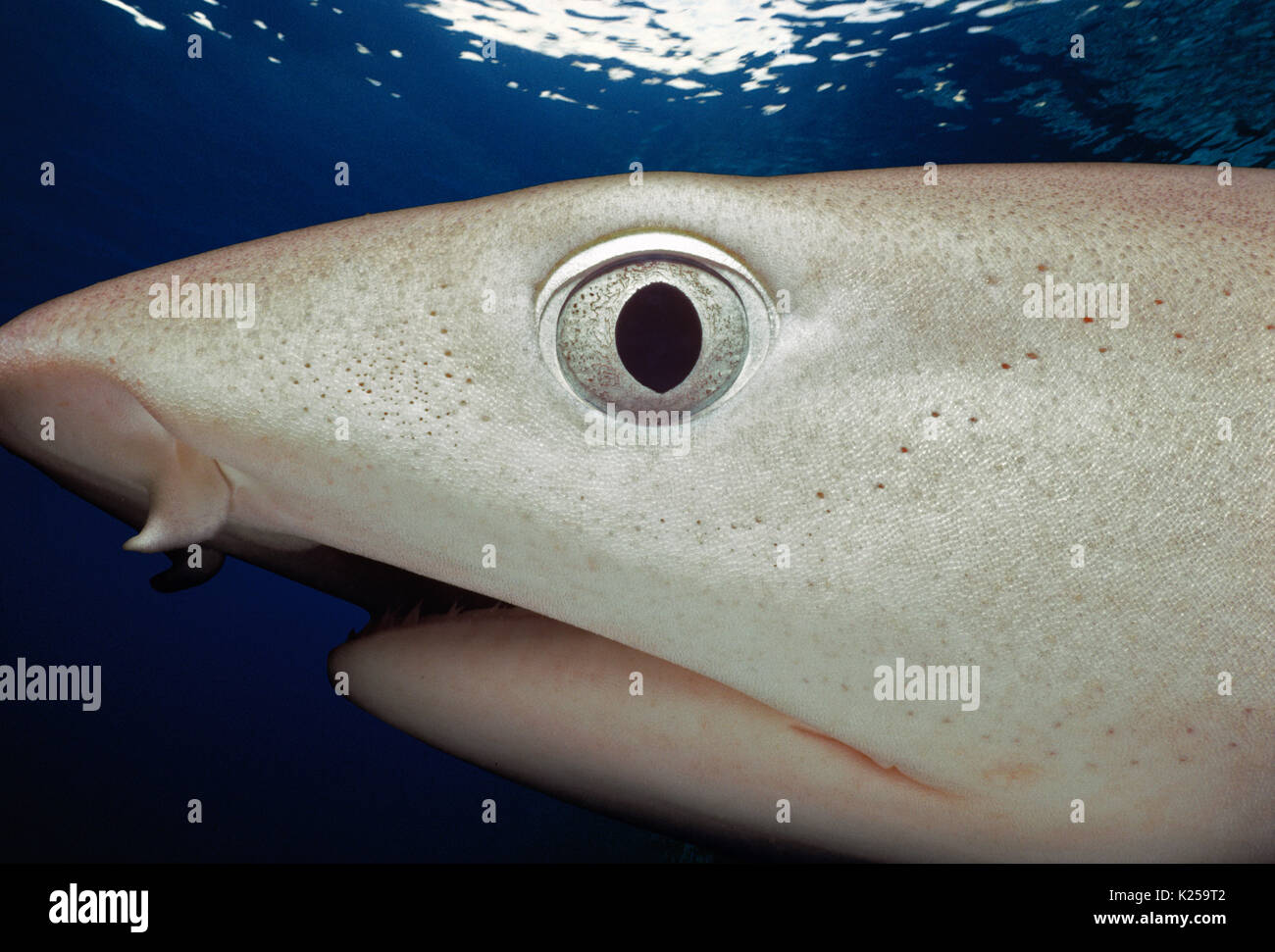 Face and mouth of Whitetip Reef Shark (Trianodon obesus), Australia, Pacific Ocean.  This image has been digitally altered to remove distracting or to Stock Photo