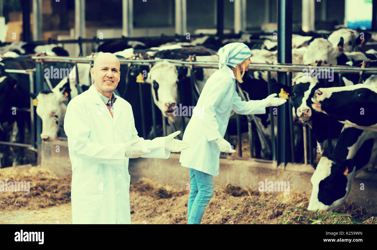 Professional vets working with cows in cowhouse outdoors Stock Photo