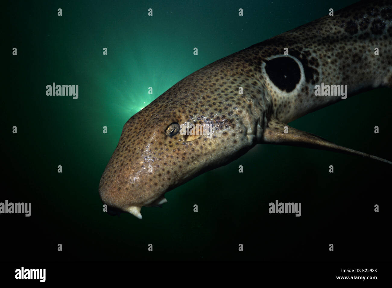 Epaulette Shark (Hemiscyllium ocellatum) at night,   This image has been digitally altered to remove distracting or to add more interesting background Stock Photo