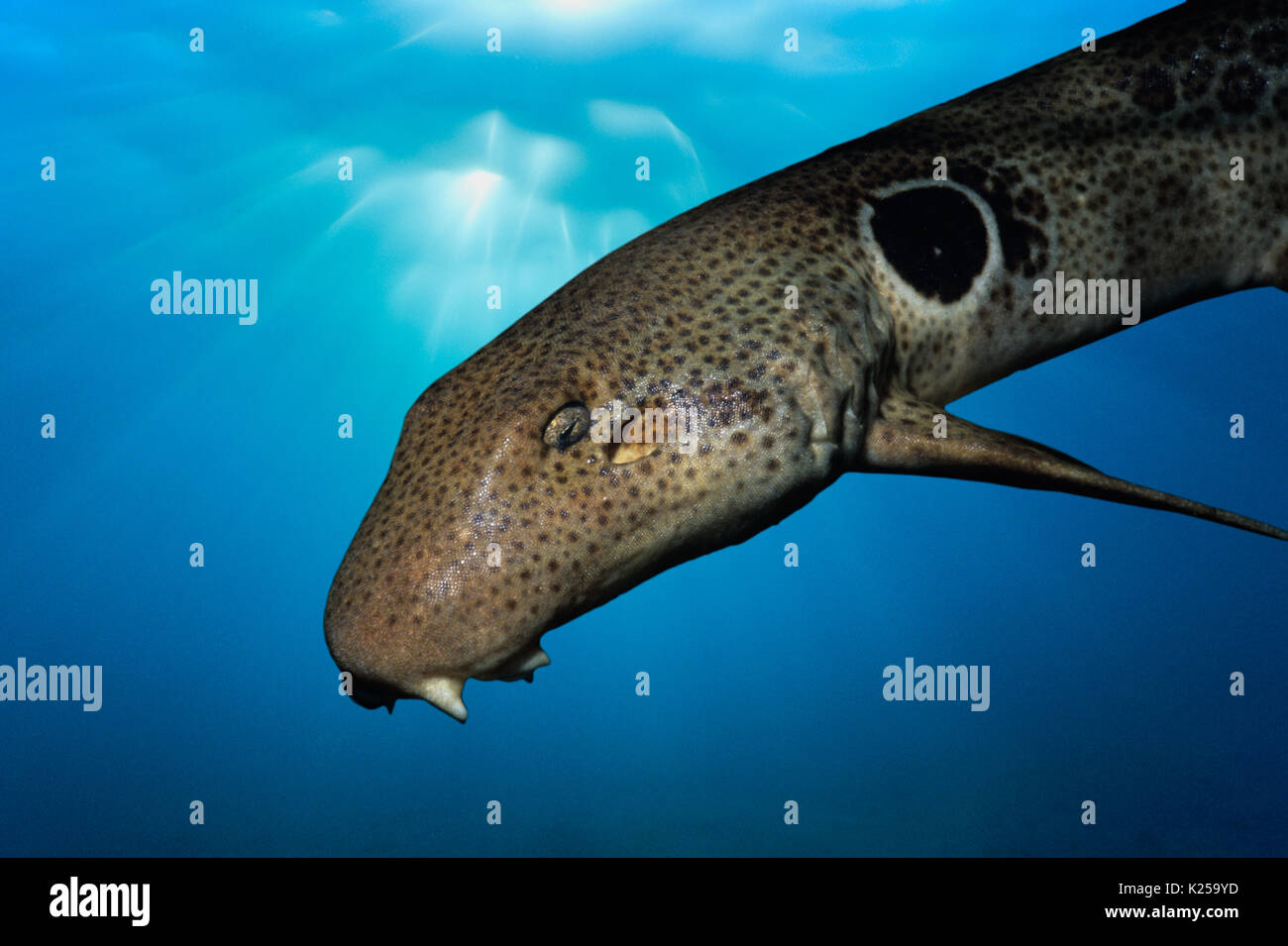 Epaulette Shark (Hemiscyllium ocellatum) at night,   This image has been digitally altered to remove distracting or to add more interesting background Stock Photo