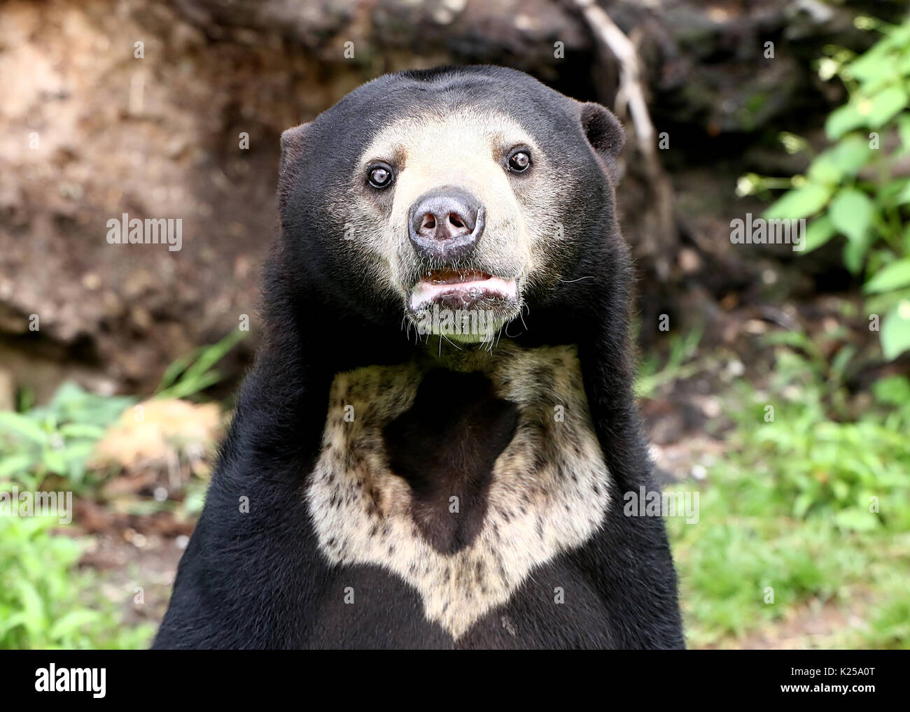 Southeast Asian Sun bear or Honey Bear (Helarctos malayanus) standing on hind legs. Stock Photo