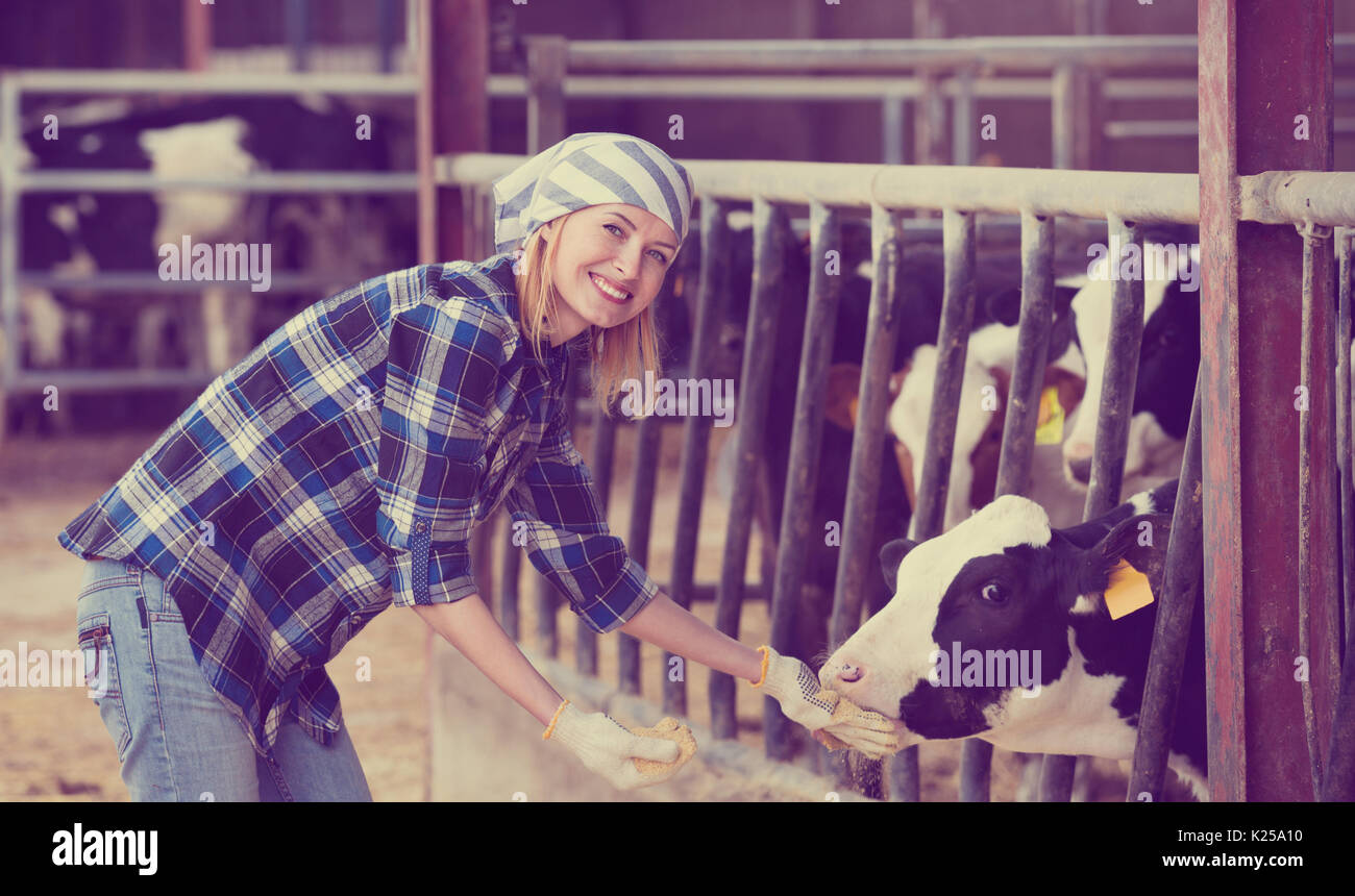 Portrait of veterinary technician feeding cows in farm Stock Photo