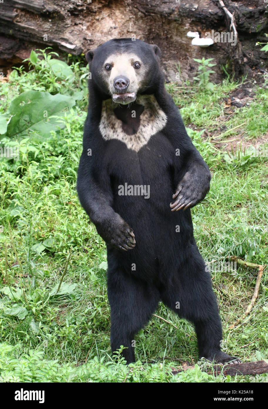 Southeast Asian Sun bear or Honey Bear (Helarctos malayanus) standing