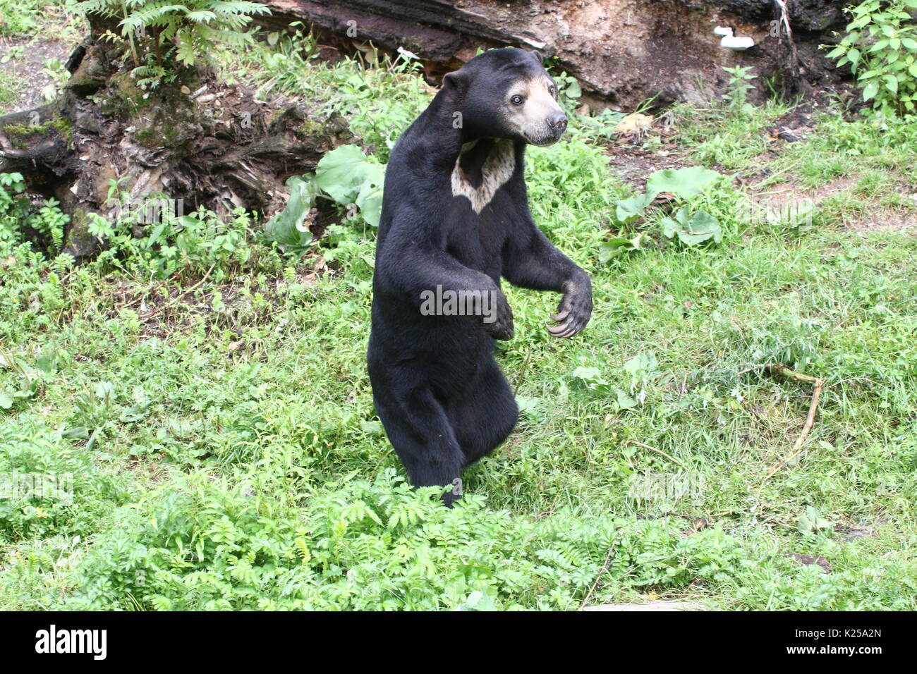 Southeast Asian Sun bear or Honey Bear (Helarctos malayanus) standing