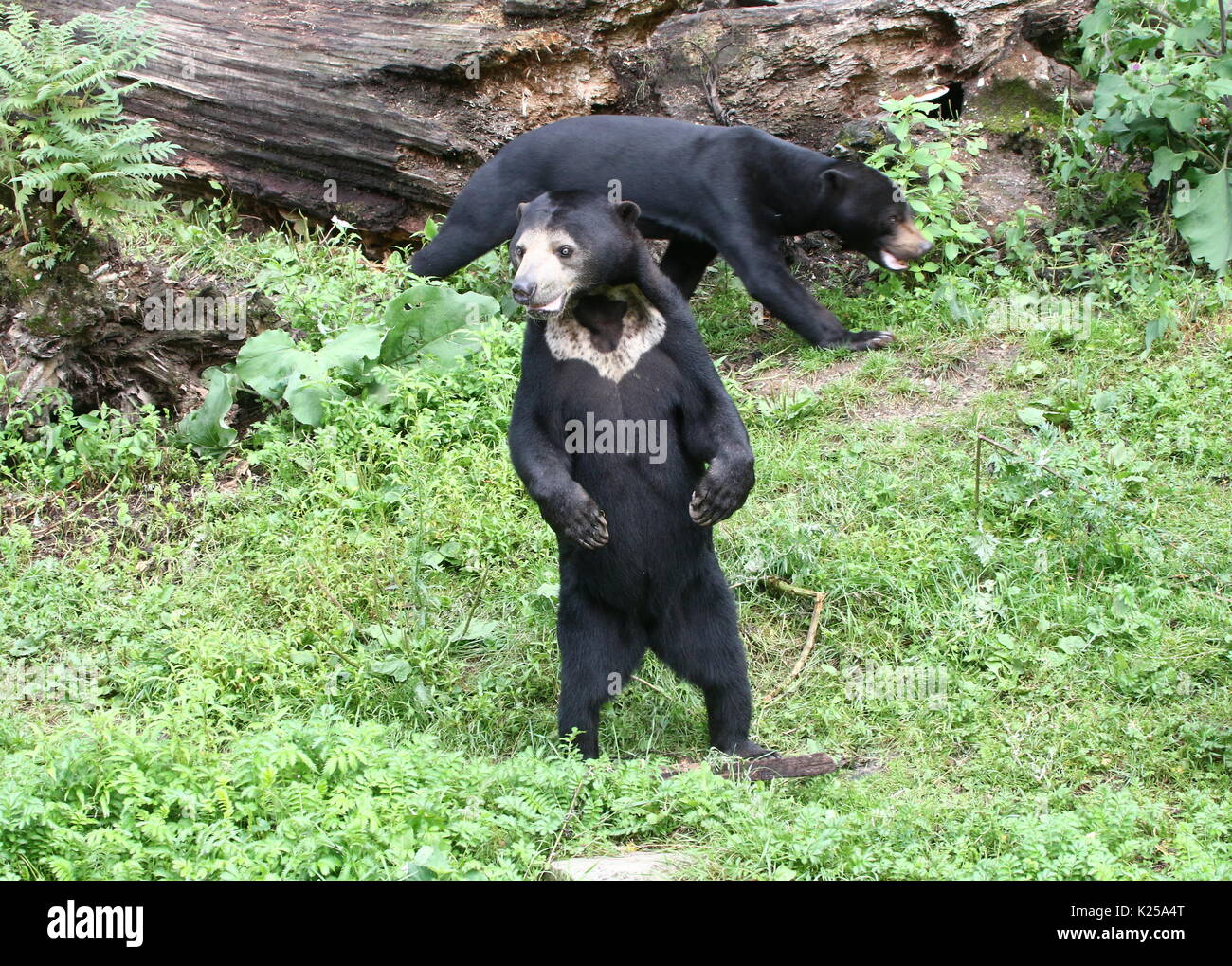Southeast Asian Sun bear or Honey Bear (Helarctos malayanus) standing