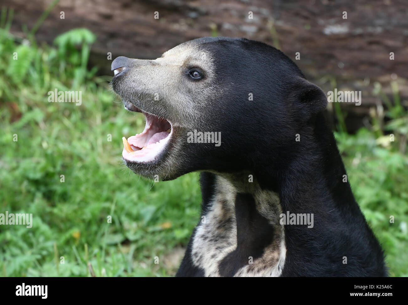 Upset Southeast Asian Sun bear or Honey Bear (Helarctos malayanus), portrait closeup. Stock Photo