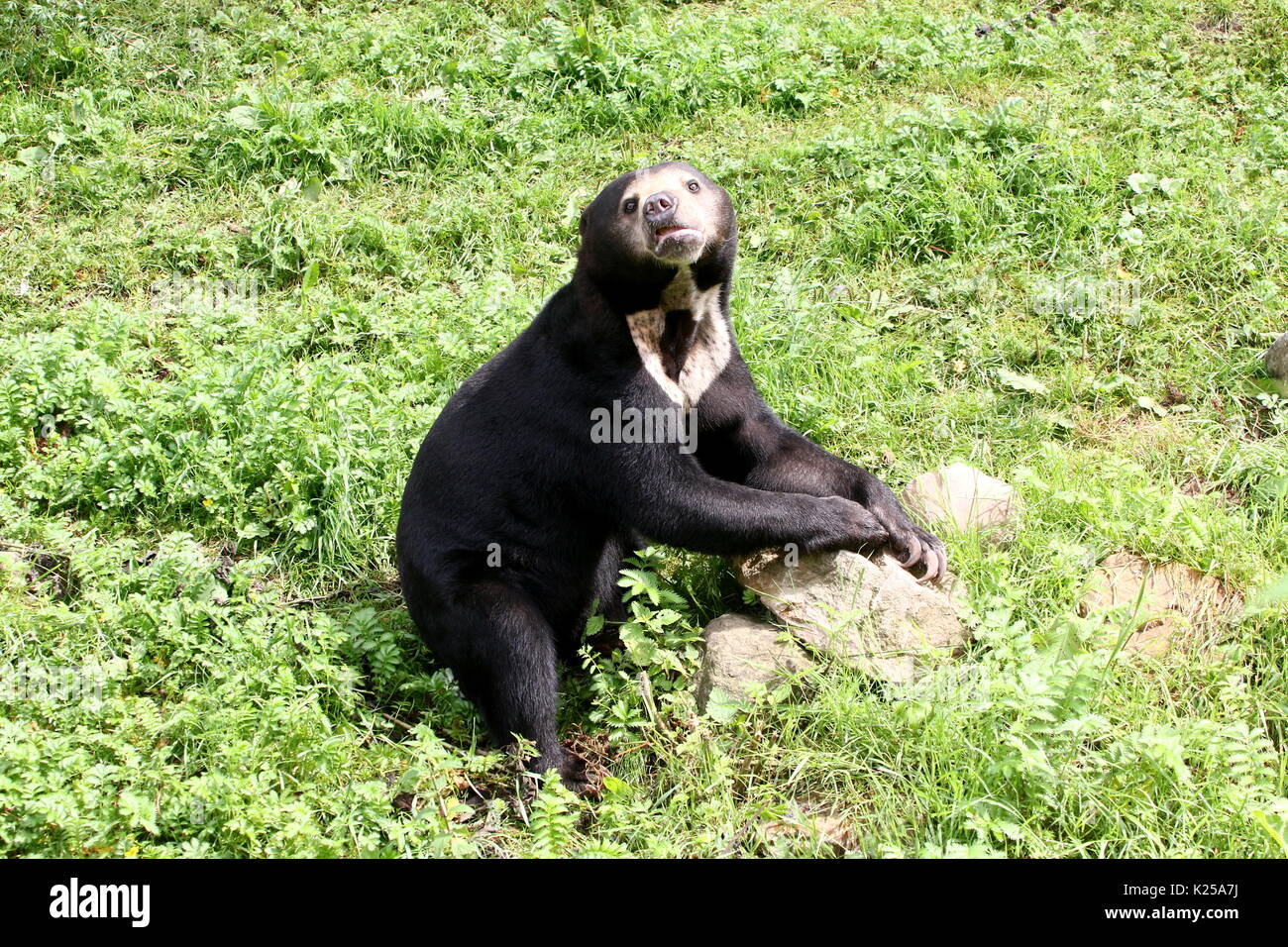 Southeast Asian Sun bear or Honey Bear (Helarctos malayanus) posing next to a rock. Stock Photo