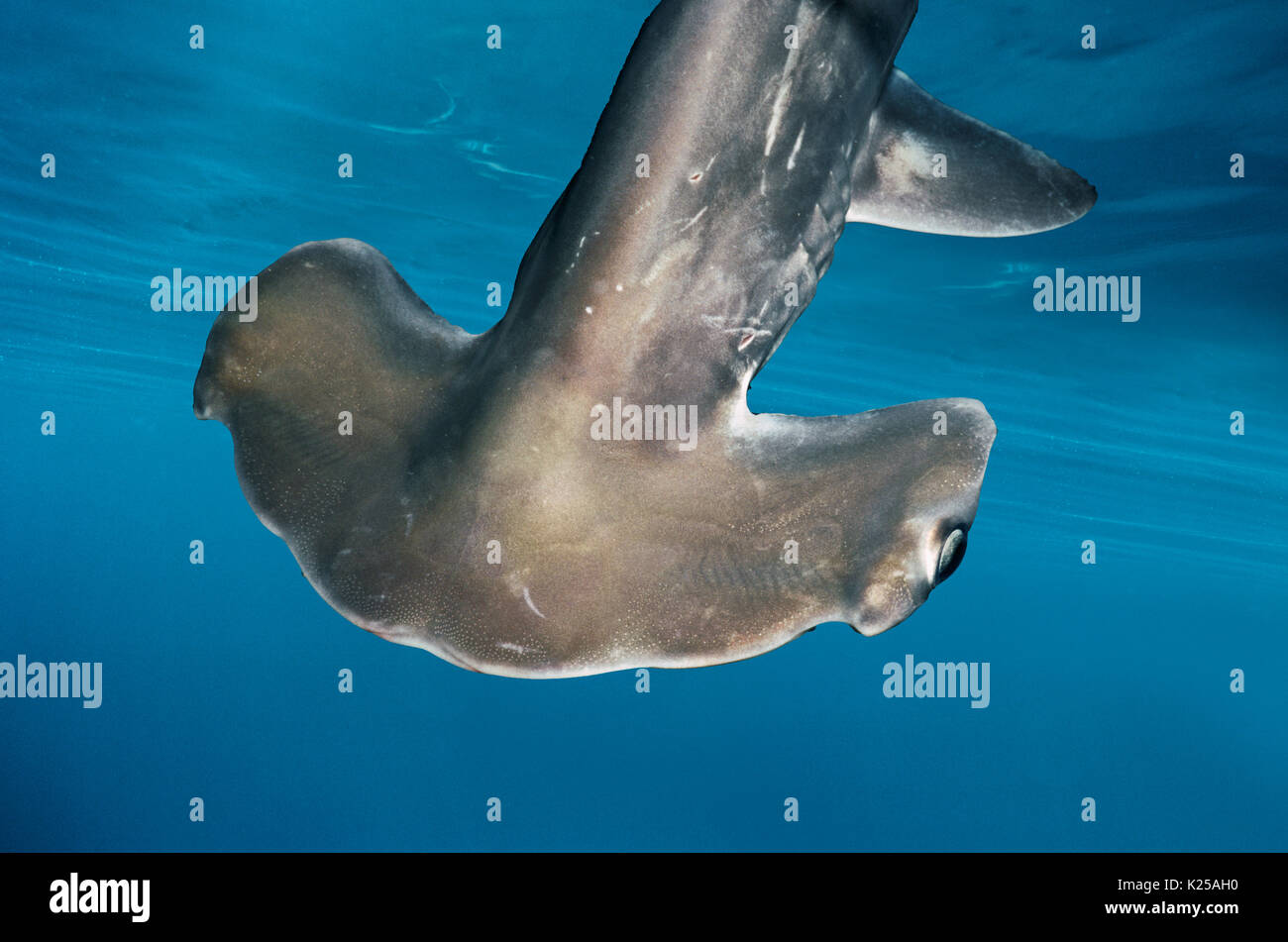 Juvenile Scalloped Hammerhead Shark (Sphyrna lewini), Kane'ohe Bay