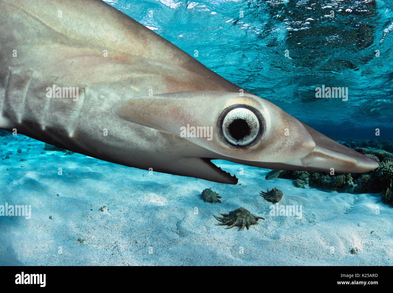 Eye of Juvenile Scalloped Hammerhead Shark (Sphyrna lewini), Kane'ohe Bay, Hawaii - Pacific Ocean. This image has been digitally altered to remove dis Stock Photo