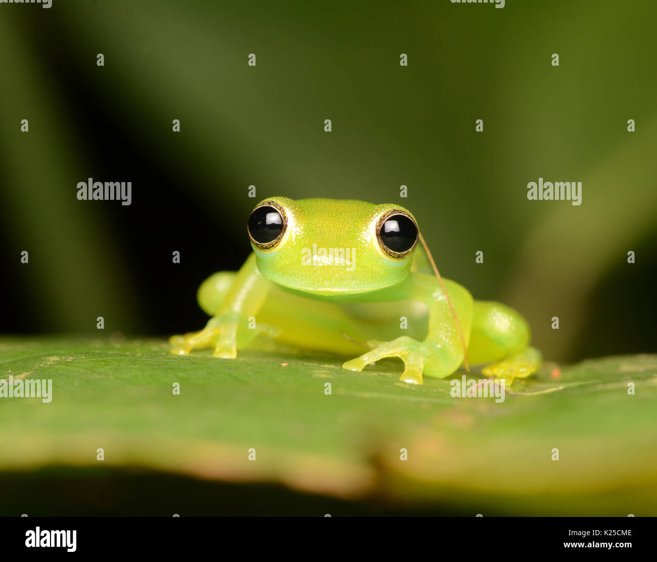Spiny Glass Frog (Teratohyla spinosa) perched above a small stream in Limón Province, Costa Rica. Stock Photo