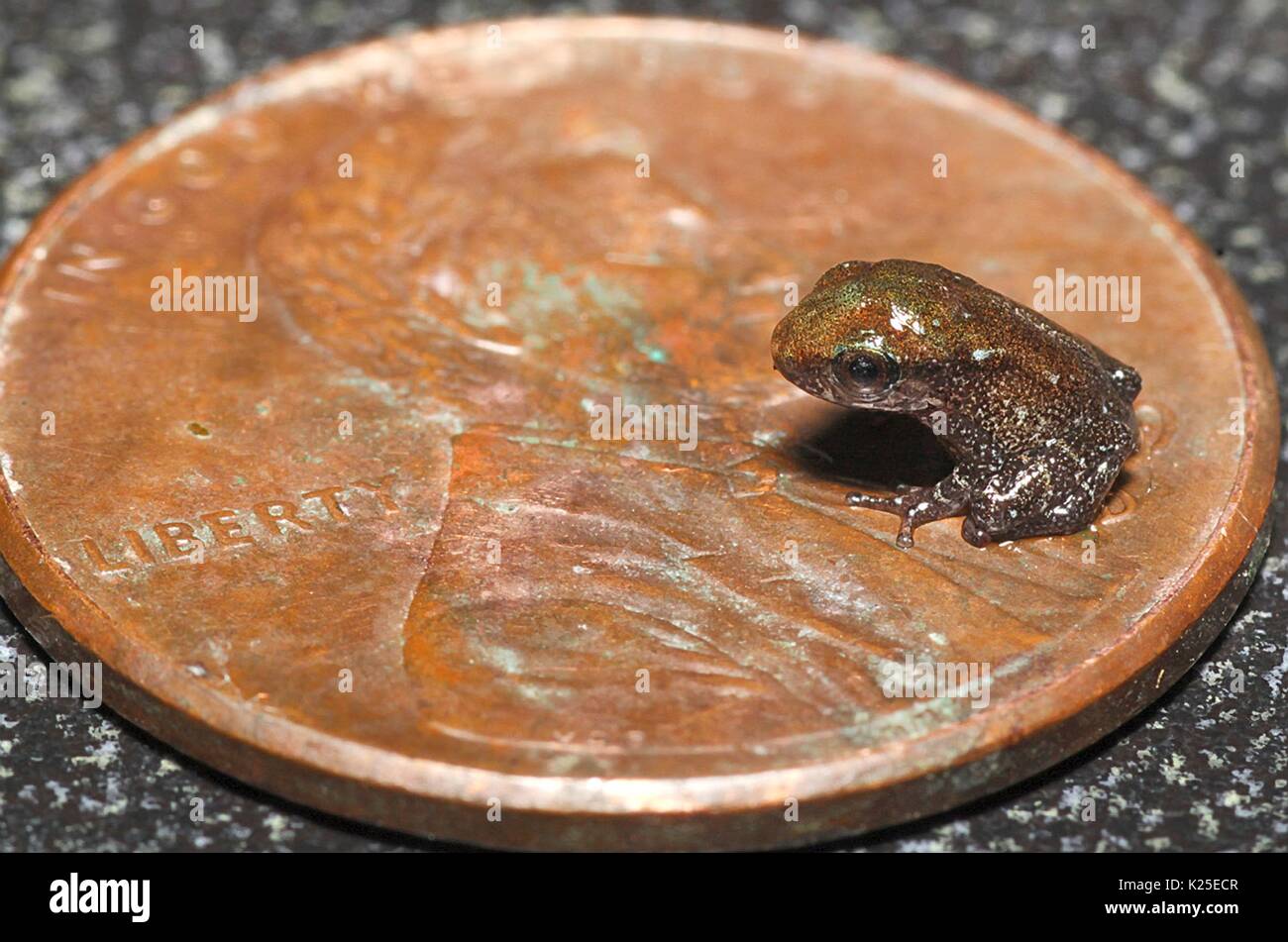 A juvenile common coqui frog sits on a U.S. penny coin for size
