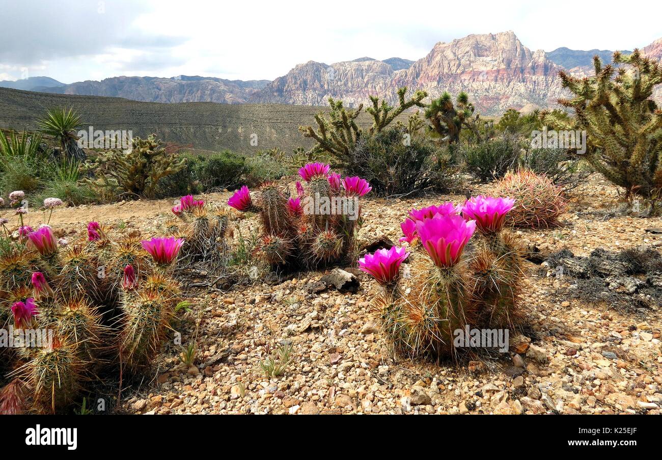 Pink flowers bloom from a desert beavertail cactus at the Red Rocks Canyon National Conservation Area April 21, 2015 near Las Vegas, Nevada. Stock Photo