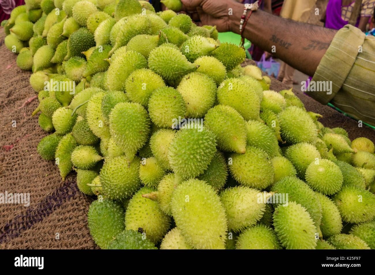 Baby bitter gourd Stock Photo Alamy