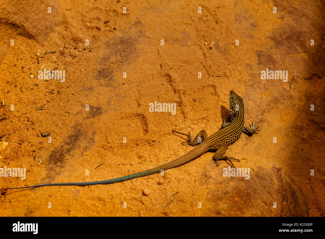 Arizona Striped Whiptail Lizard Stock Photo Alamy