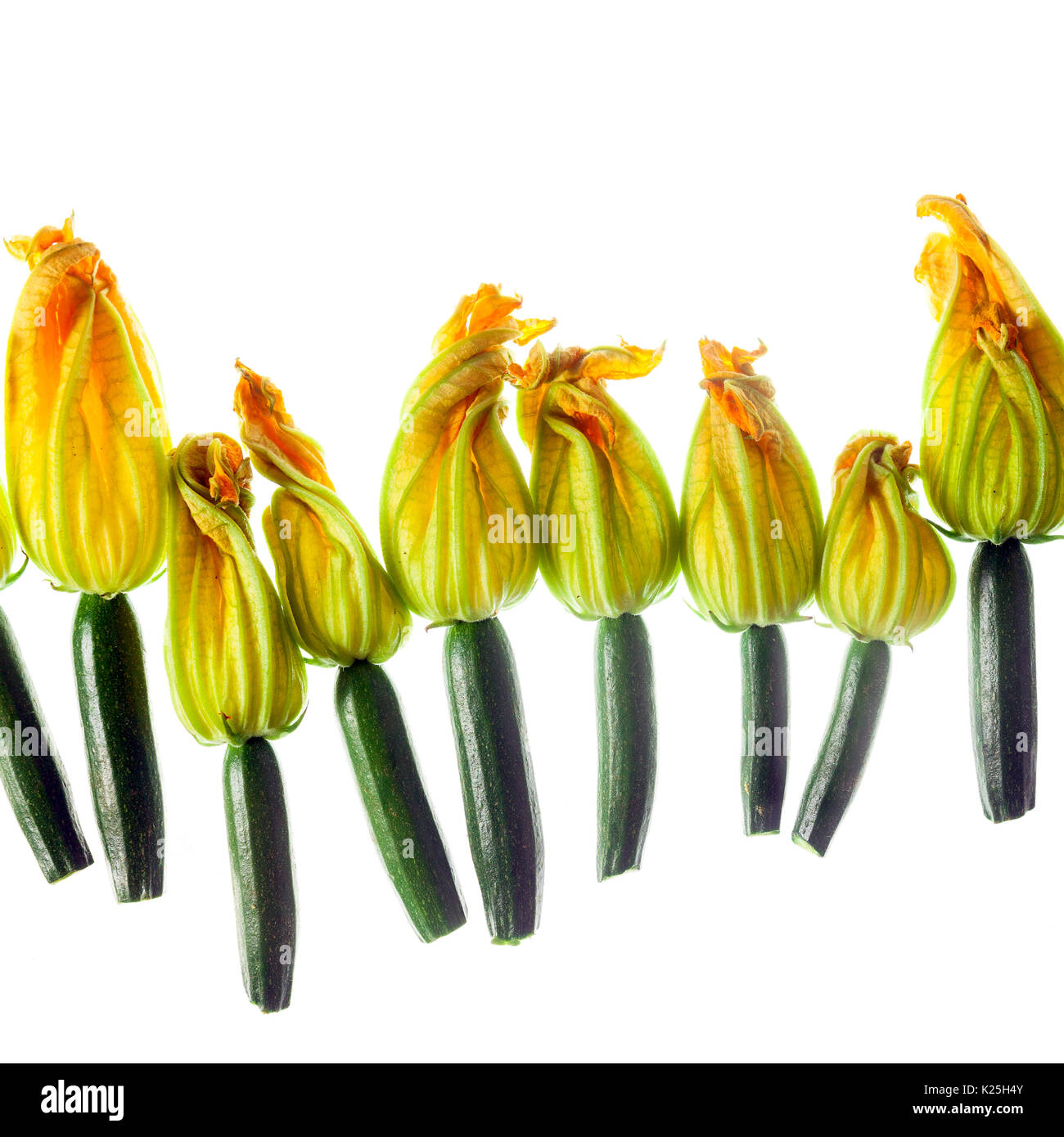 Fresh zucchini flowers top view isolated on white Stock Photo Alamy
